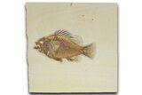 Detailed Fossil Fish (Priscacara) - Wyoming #349222-1